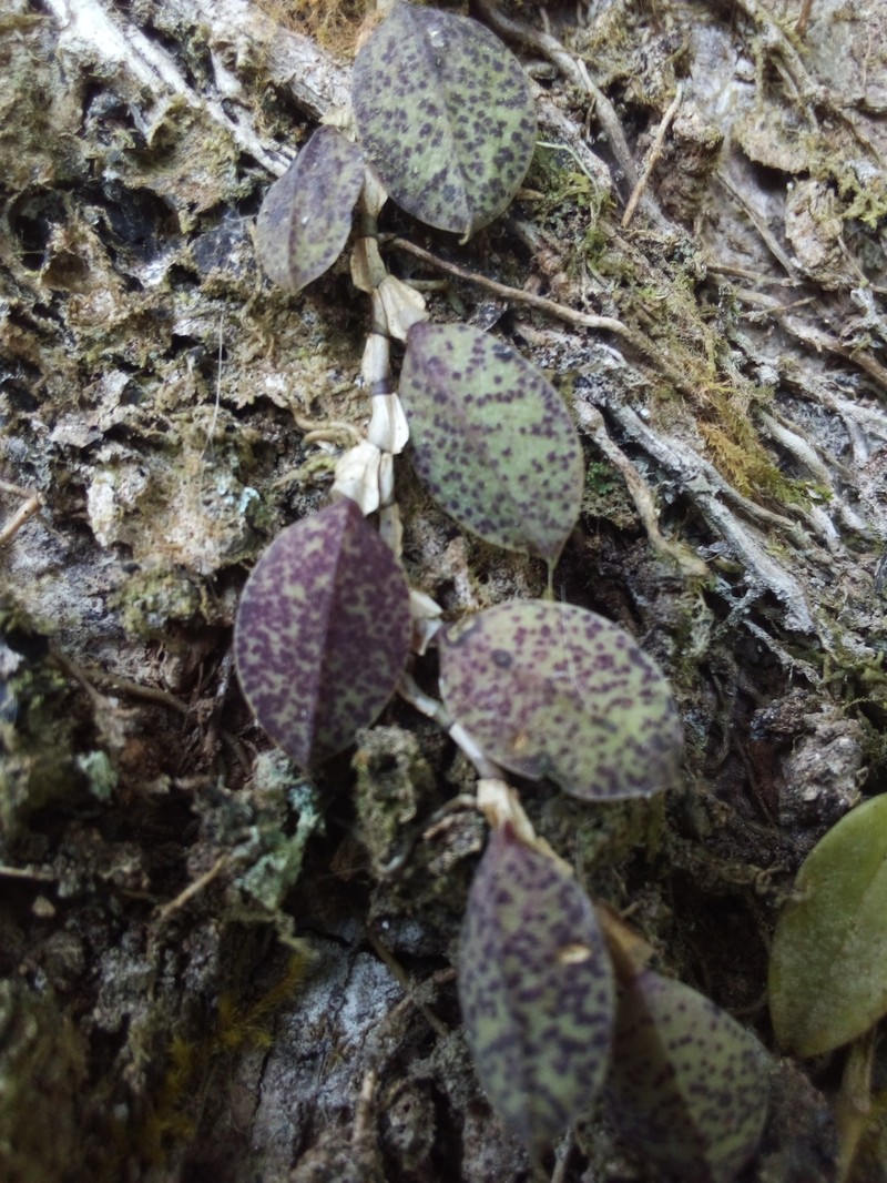 Acianthera testifolia photo 4