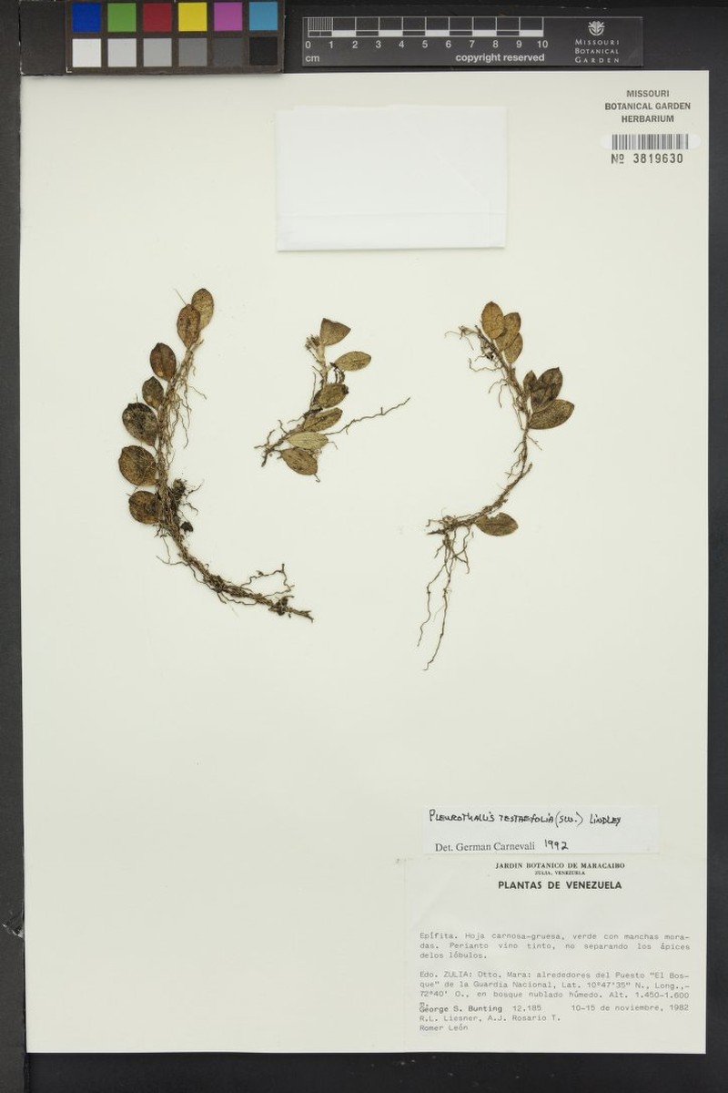 Acianthera testifolia photo 6
