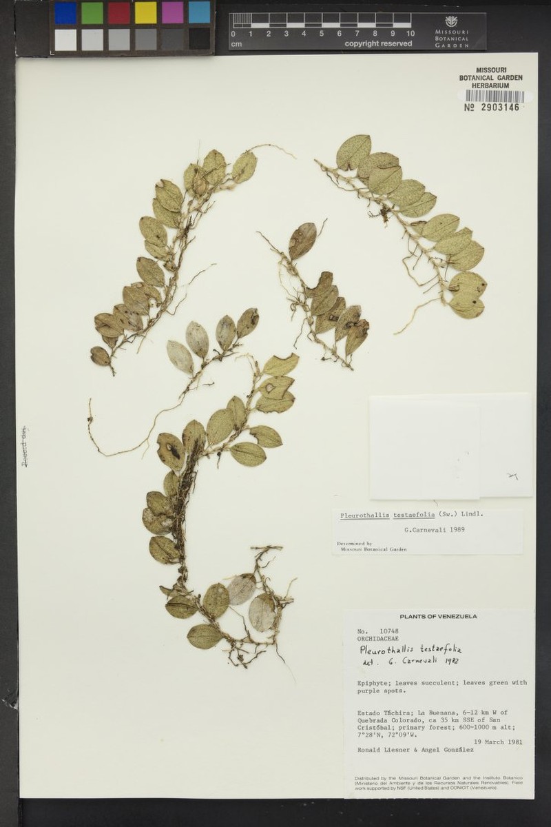 Acianthera testifolia photo 7