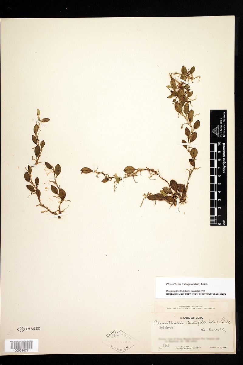 Acianthera testifolia photo 8