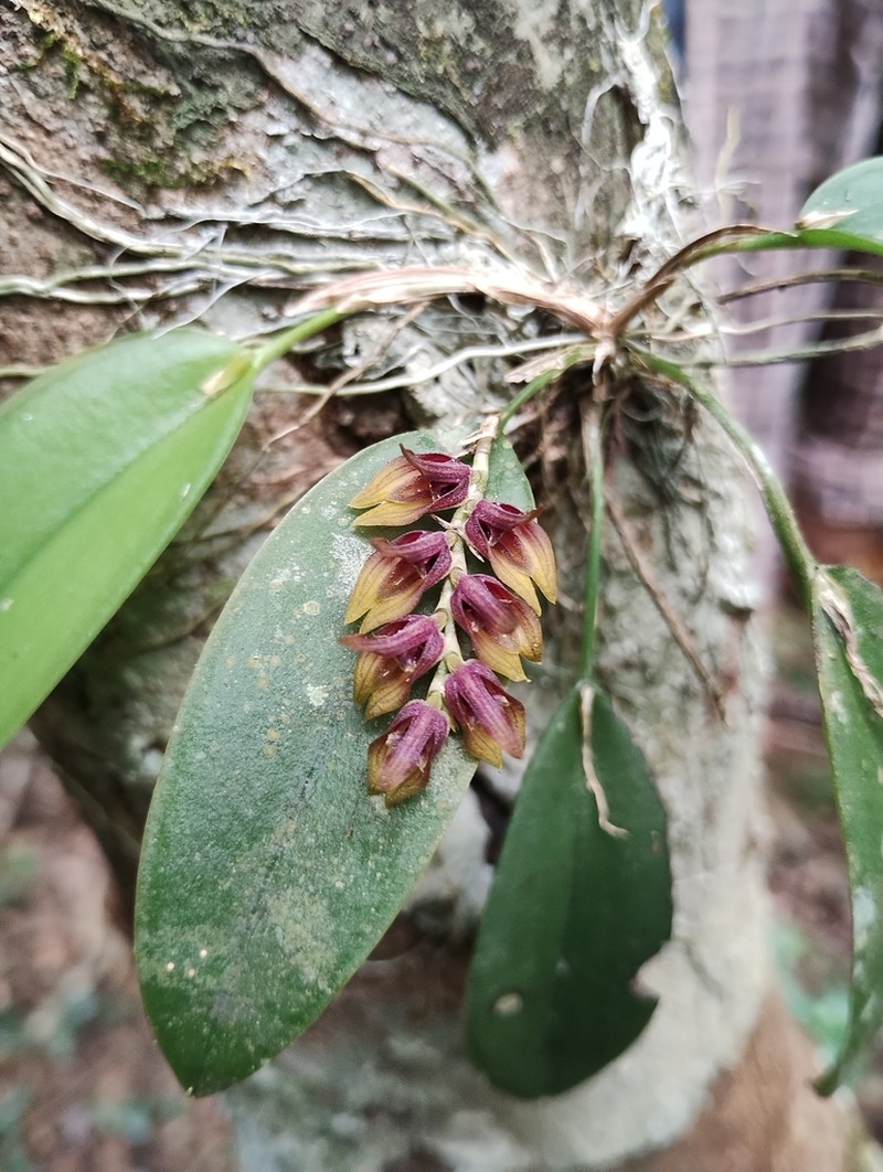 Acianthera tikalensis