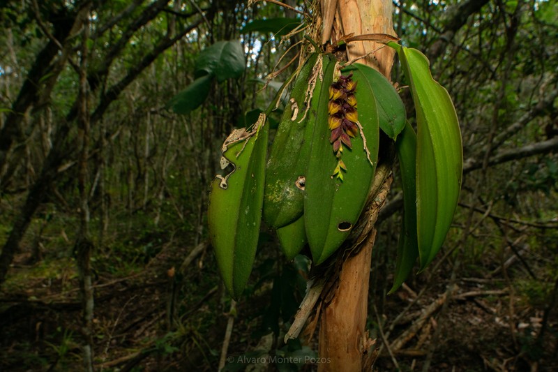 Acianthera tikalensis photo 2