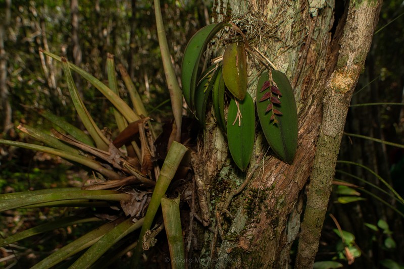 Acianthera tikalensis photo 3