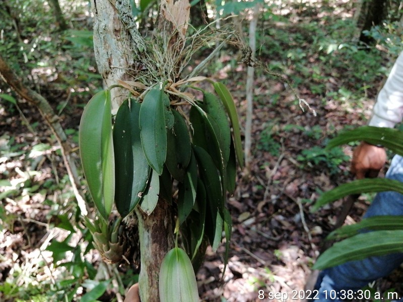 Acianthera tikalensis photo 4
