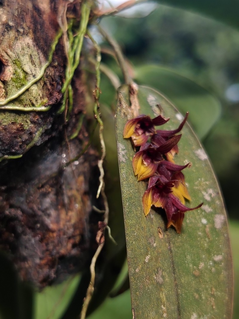 Acianthera tikalensis photo 5