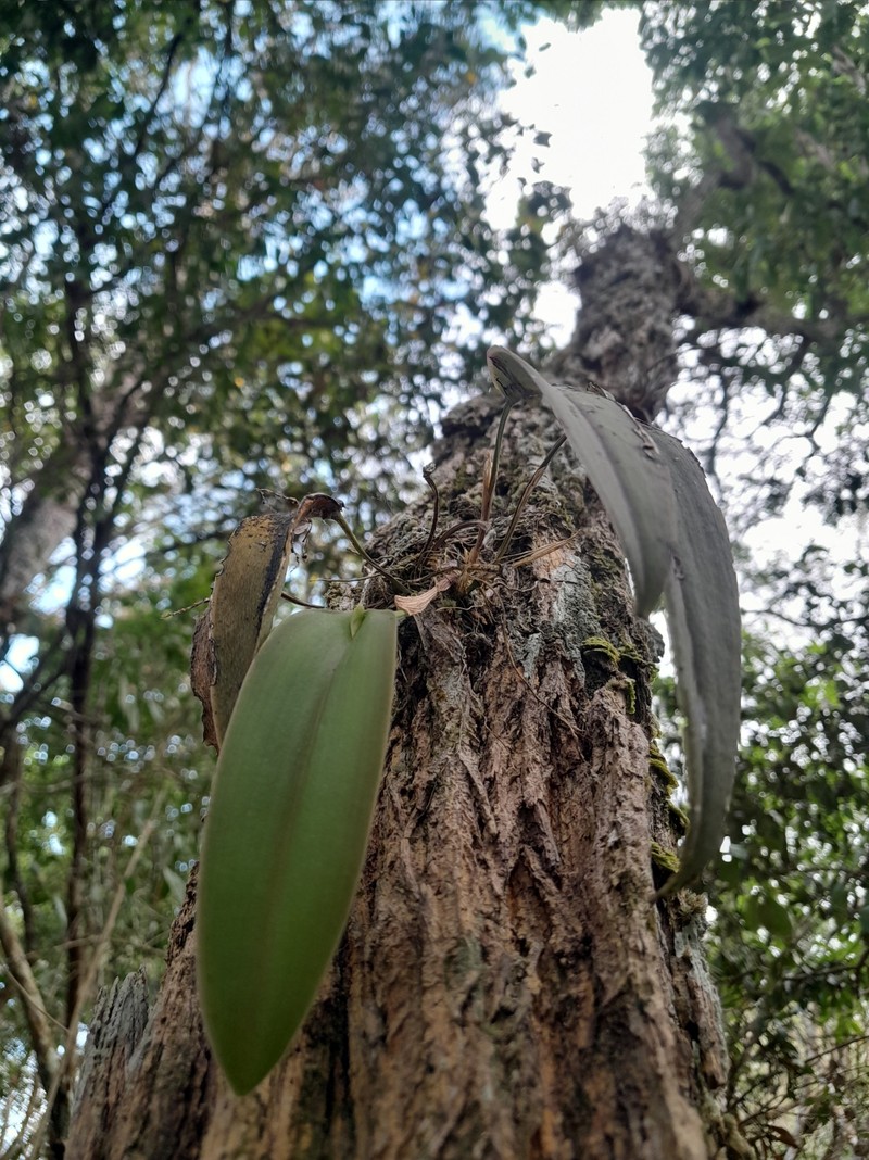 Acianthera tikalensis photo 7