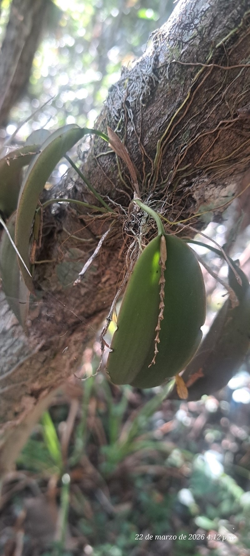 Acianthera tikalensis photo 8