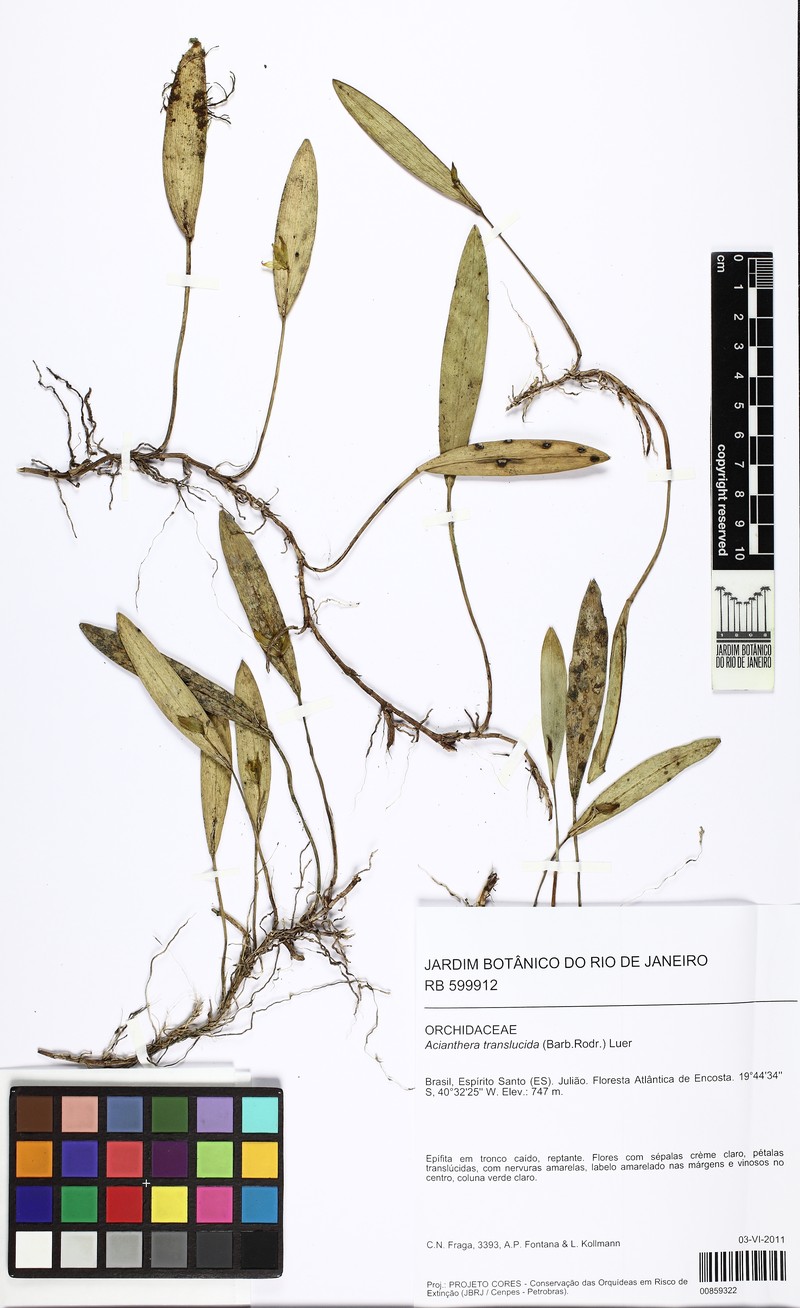 Acianthera translucida