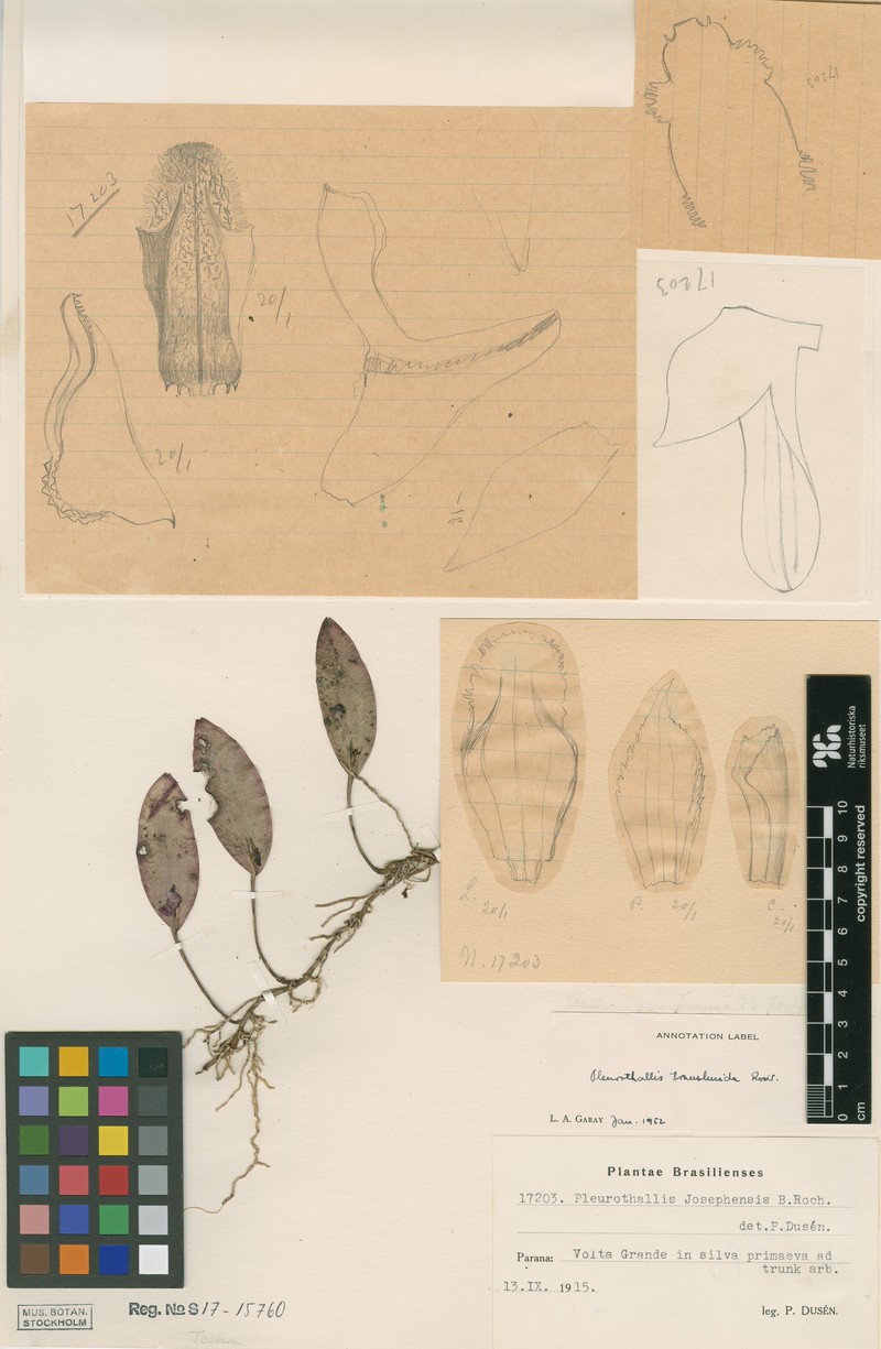 Acianthera translucida photo 2