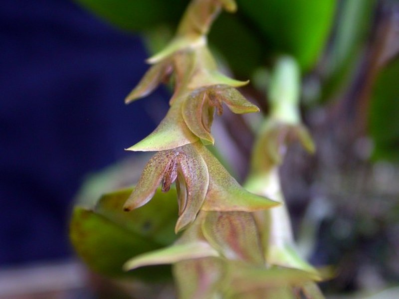 Acianthera tricarinata