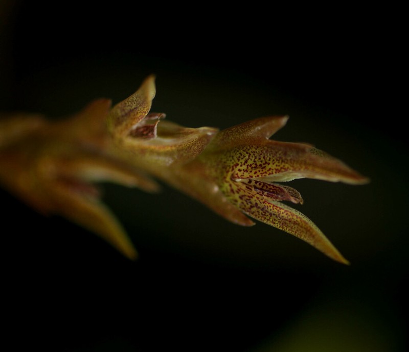 Acianthera tricarinata photo 2