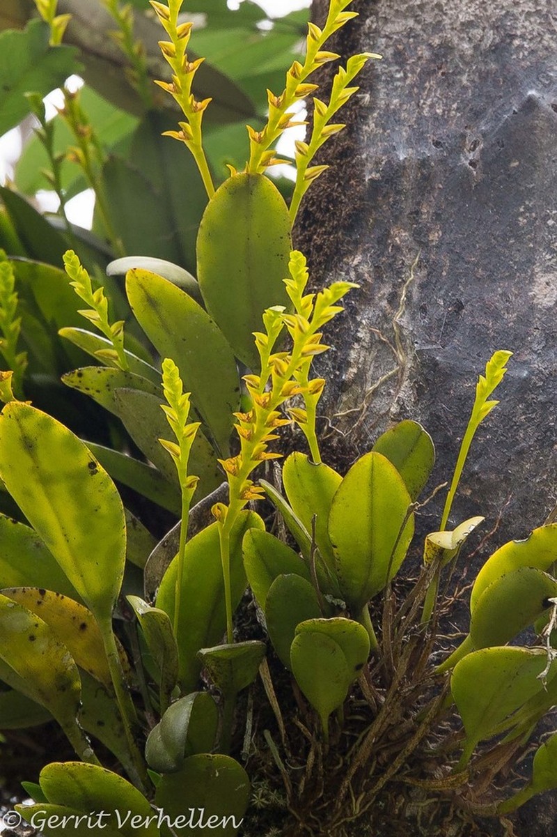 Acianthera tricarinata photo 3