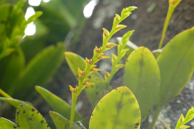 Acianthera tricarinata photo 4