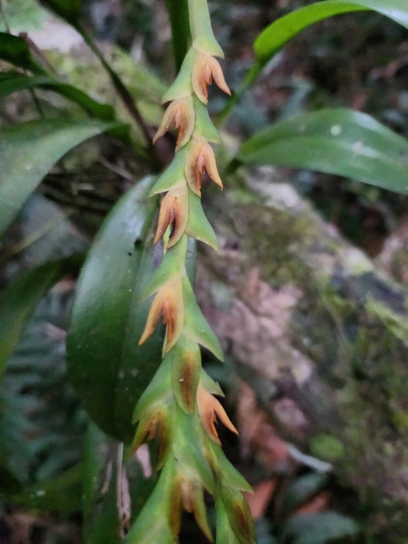 Acianthera tricarinata photo 5