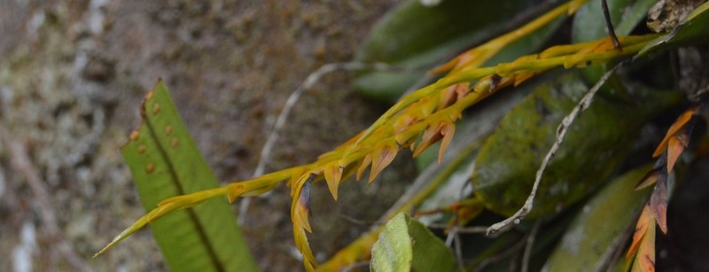 Acianthera tricarinata photo 6