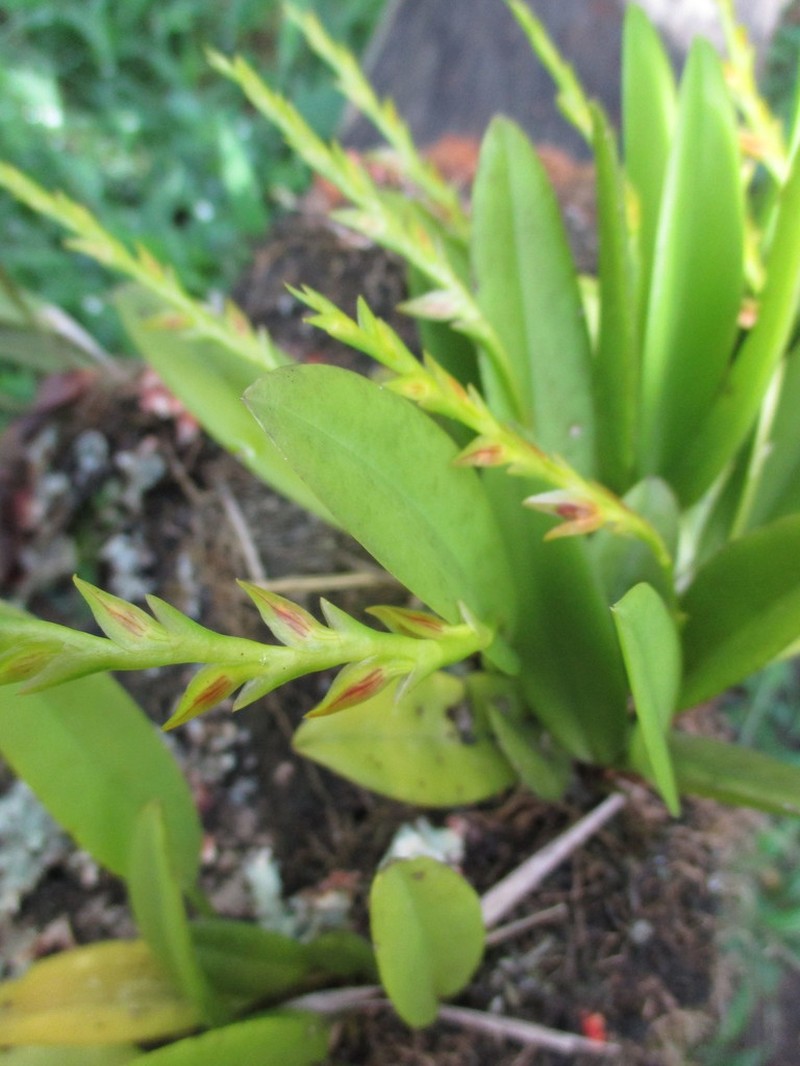 Acianthera tricarinata photo 7