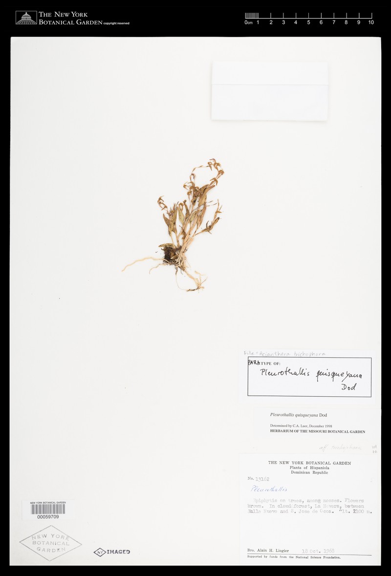 Acianthera trichophora