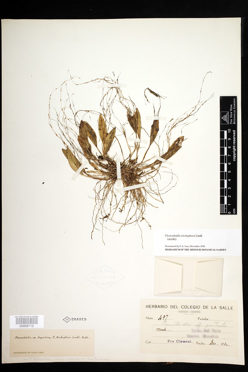 Acianthera trichophora photo 2