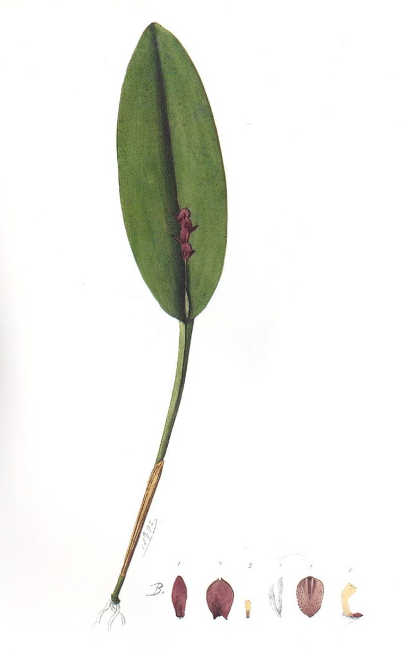 Acianthera tristis