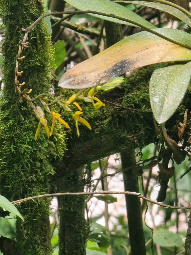 Acianthera tunguraguae photo 5