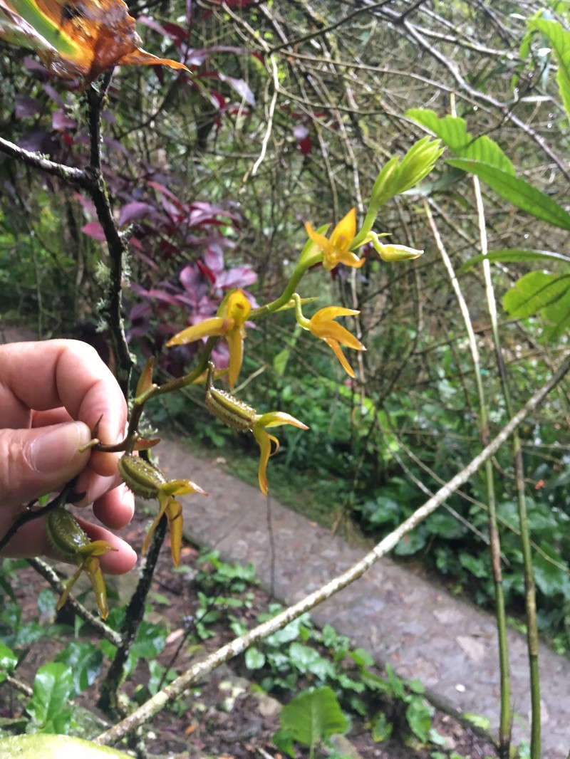 Acianthera tunguraguae photo 2