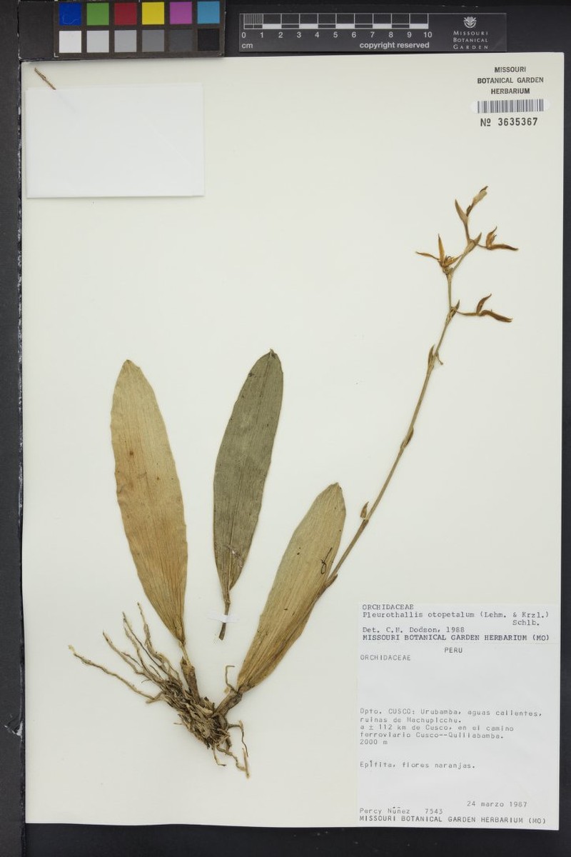 Acianthera tunguraguae photo 3
