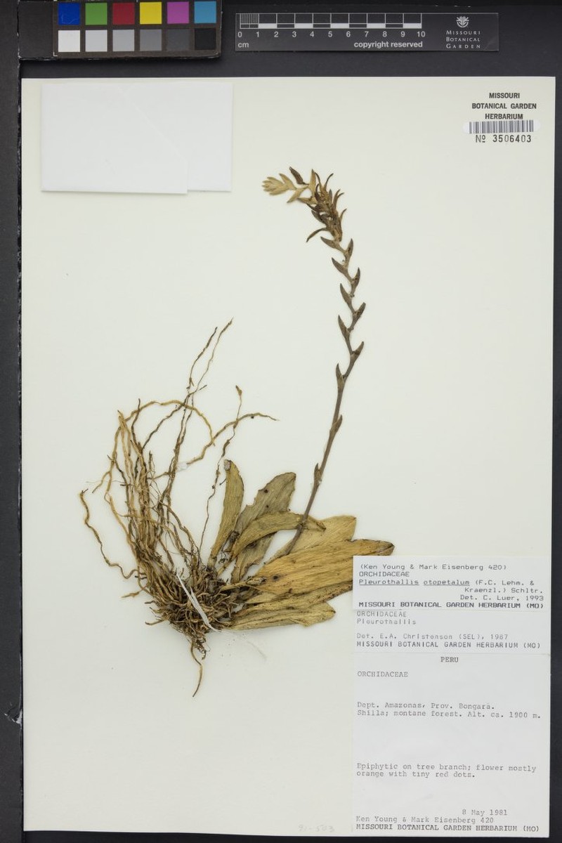 Acianthera tunguraguae photo 4