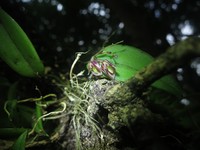Acianthera unguicallosa