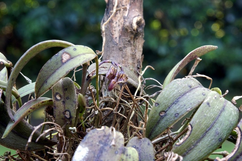 Acianthera unguicallosa photo 2