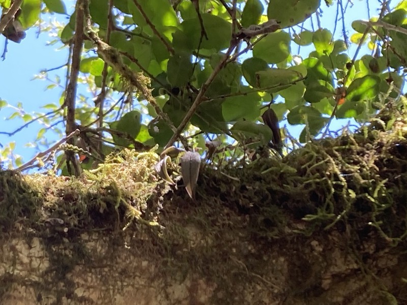 Acianthera unguicallosa photo 3
