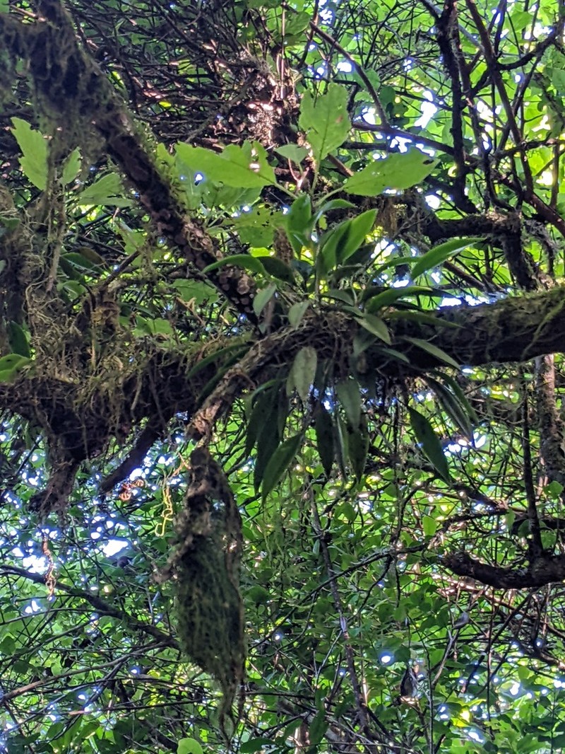 Acianthera unguicallosa photo 5