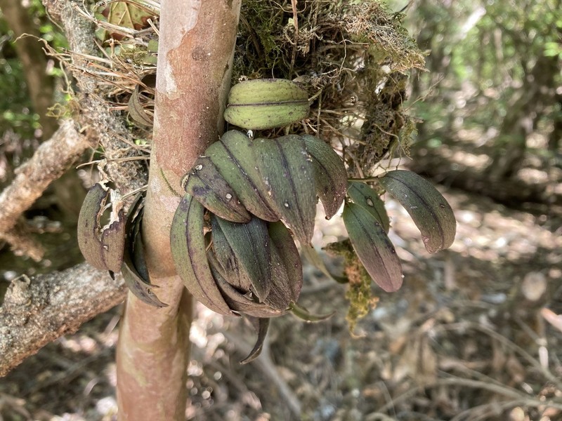Acianthera unguicallosa photo 6