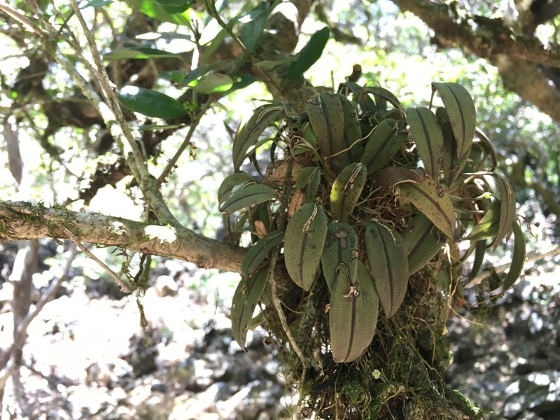 Acianthera unguicallosa photo 7
