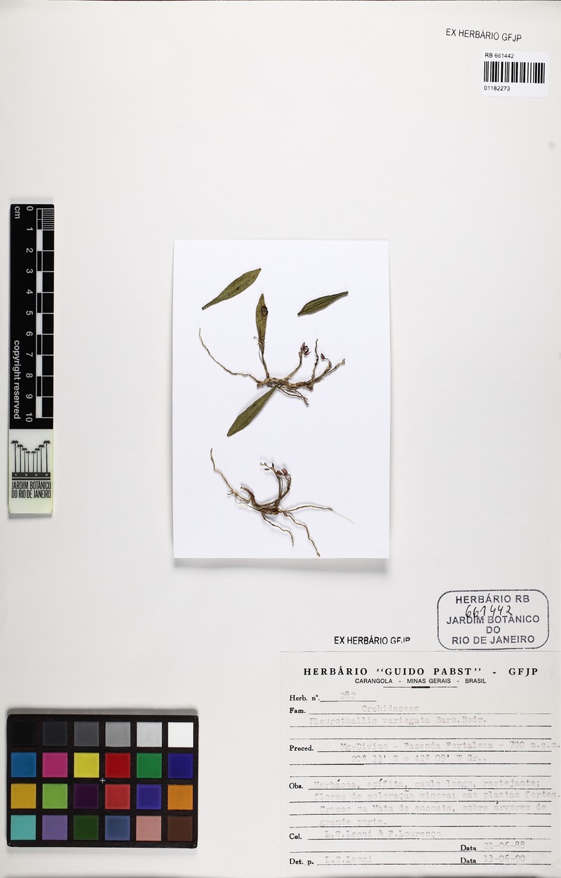 Acianthera variegata
