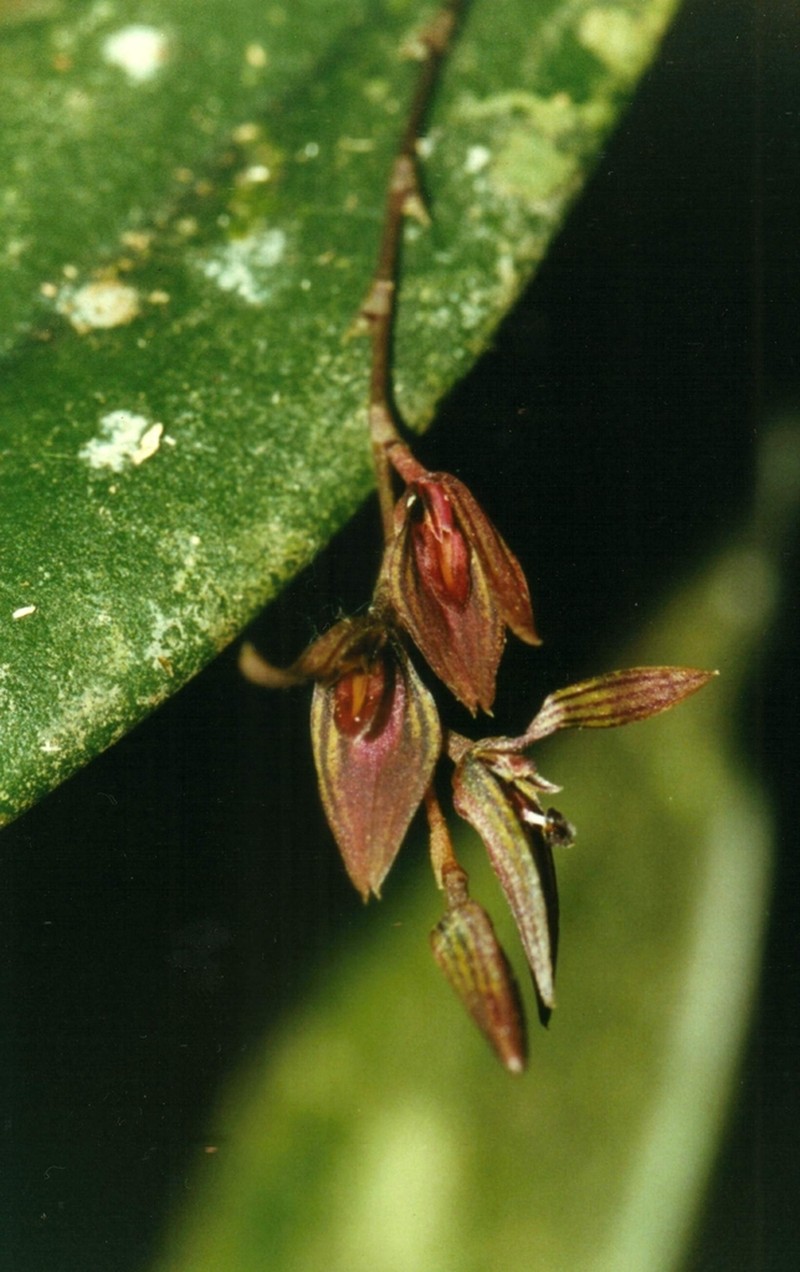 Acianthera verecunda photo 2