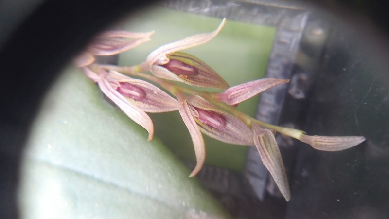 Acianthera verecunda photo 3