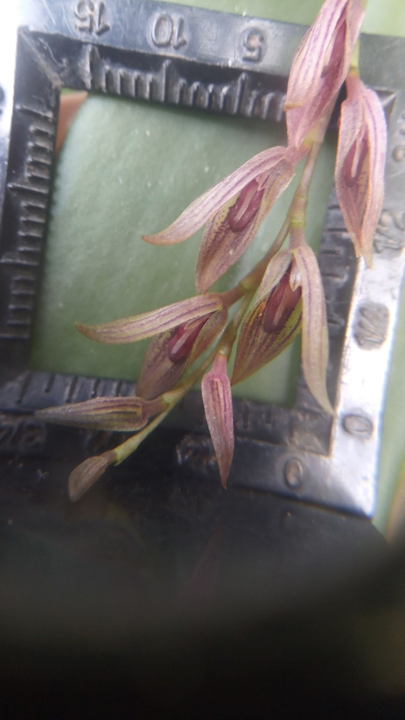 Acianthera verecunda photo 4