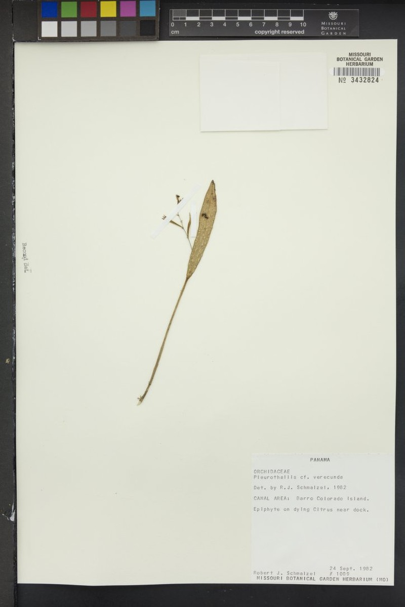 Acianthera verecunda photo 7