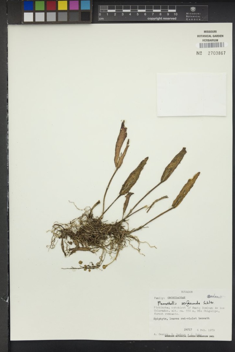 Acianthera verecunda photo 8