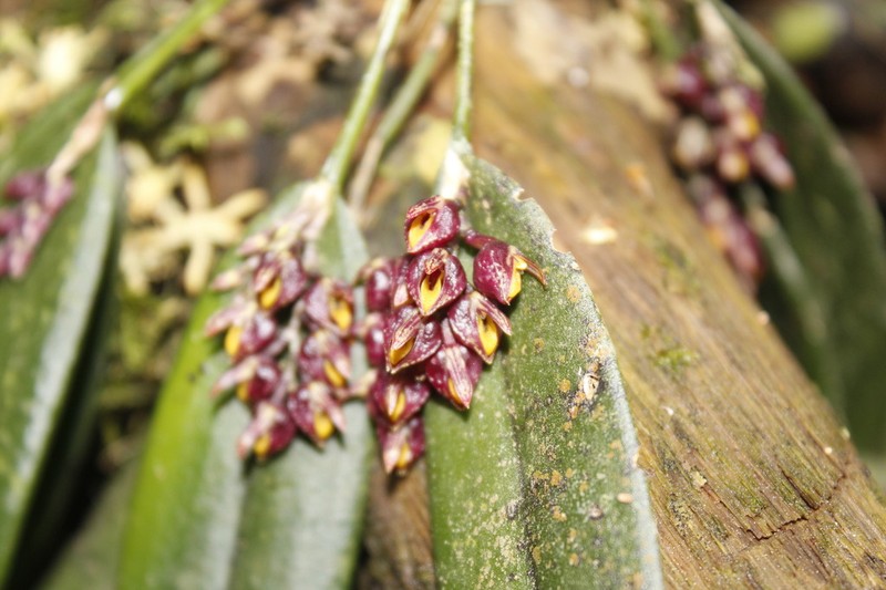 Acianthera violacea