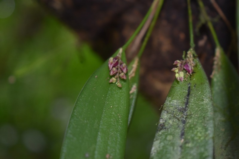 Acianthera violacea photo 2