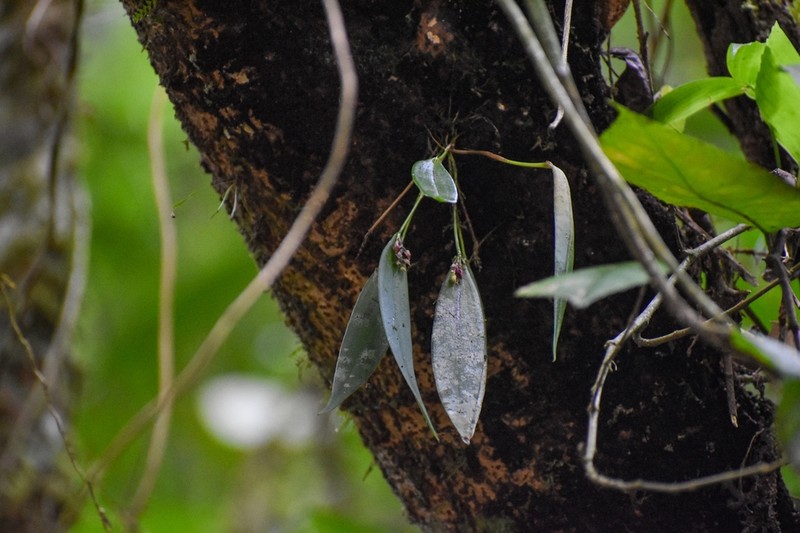Acianthera violacea photo 3