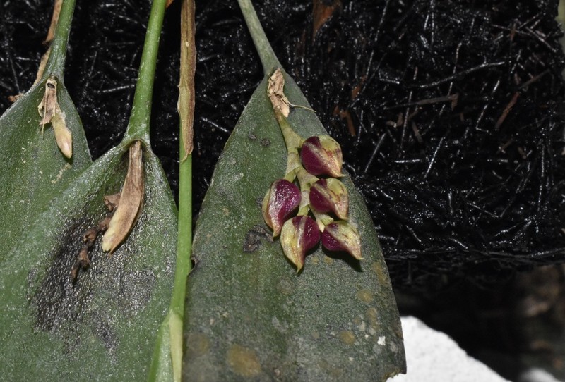Acianthera violacea photo 4