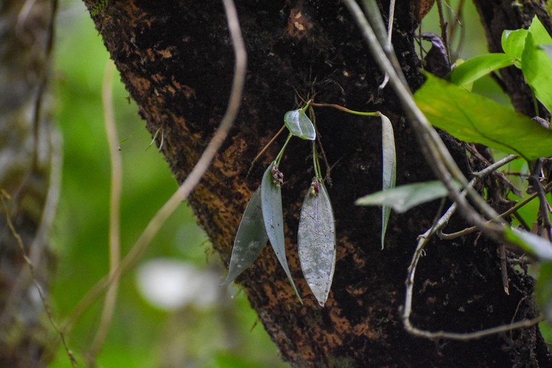 Acianthera violacea photo 5