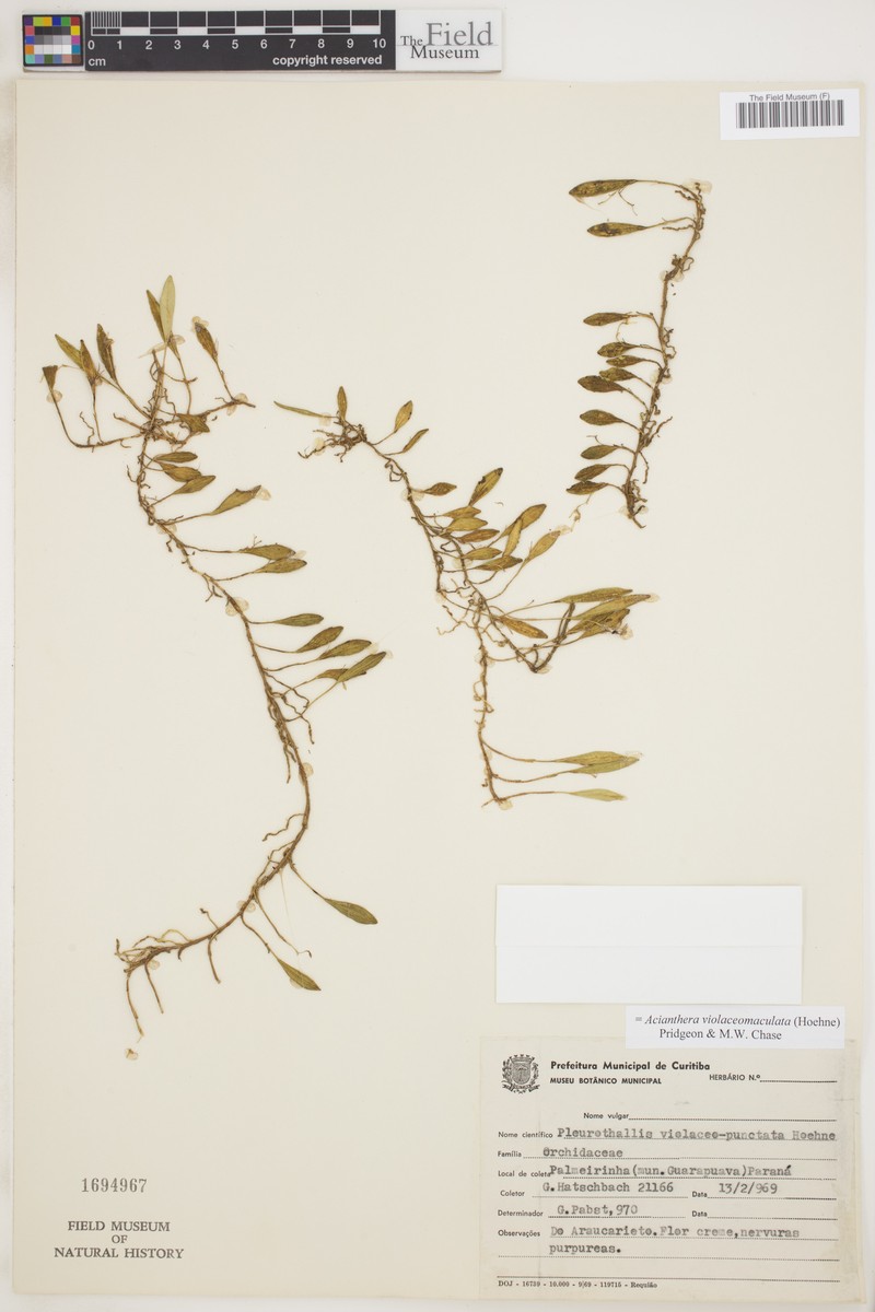 Acianthera violaceomaculata photo 2