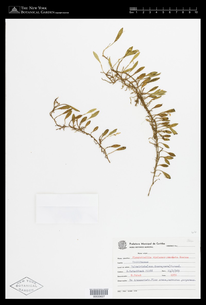 Acianthera violaceomaculata photo 3