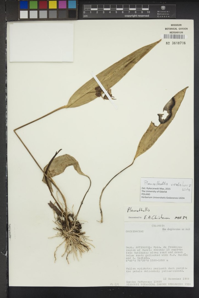 Acianthera viridis photo 2