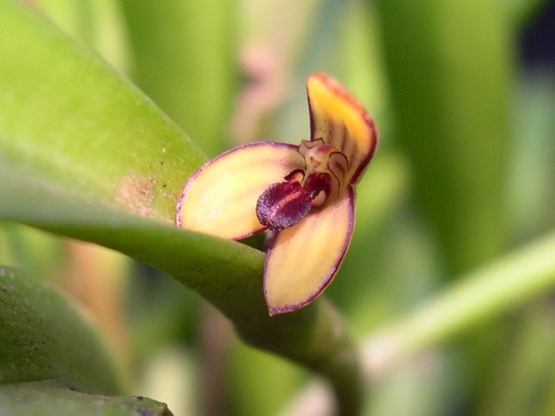 Acianthera wageneriana