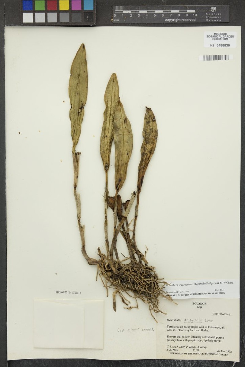 Acianthera wageneriana photo 3