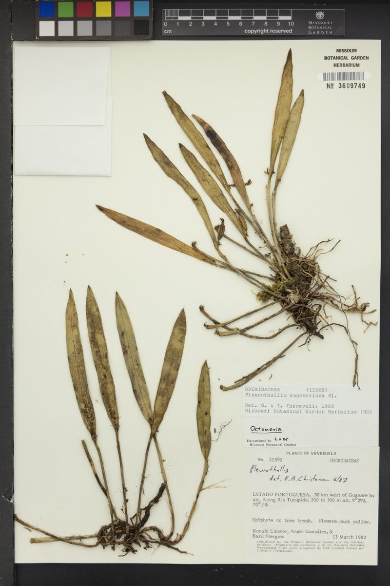 Acianthera wageneriana photo 4
